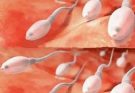 Studies reveal that✴️✴️swallowing your partner’s semen…Read more